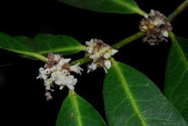 Image result for Polysphaeria multiflora