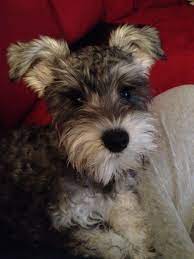 Lowest prices on framed artwork! Mini Schnauzer Growing Up So Fast Schnauzer