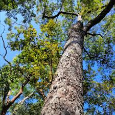 Image result for Brachystegia spiciformis × microphylla