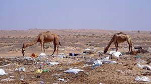 Countless puzzles from easy to tricky are waiting for you! Camels Have Been Dying After Mistaking Plastic For Food Science News For Students