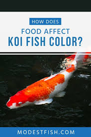 In This Article You Ll Learn How Koi Food Affects Color And Growth As Well As Get Reviews For The Best On The Market S Koi Fish Colors Koi Fish Care Koi