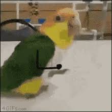 Birds With Human Arms Gif Https Encrypted Tbn0 Gstatic Com Images Q Tbn 3aand9gctnv0lcgnp6v3alumfvzewiliwt He99v Ejw Usqp Cau