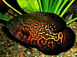 Sebetulnya harga ikan oscar batik infoikan.com semakin beragamnya jenis ikan oscar, maka tidak bisa dipungkiri jika banyak dari penggemarnya menanyakan soal harga. 11 Jenis Ikan Oscar Paling Bagus Dan Harganya Hobinatang