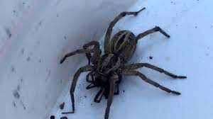 Oh no!) in my world, the name peter parker puts fear in the hearts of everyone who hears it. Wolf Spider Vs Black Widow Youtube