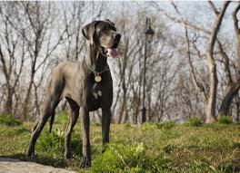Interested in getting a large short haired dog breed? 4 Most Popular Large Shorthaired Dog Breeds That Are Easy To Groom Laptrinhx News