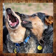 There's never a visit fee, and you'll earn pals rewards with each. Support Acdr Arizona Cattle Dog Rescue