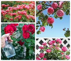 Perfectlab/ shutterstock.com] das schneiden verschiedenster arten von rosen (rosa) ist gar nicht so schwierig, wie oft angenommen wird. Rosen Schneiden Und Pflegen Nutzliche Tipps Fur Gartner Und Hobbygartner