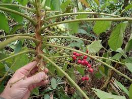 Image result for Brucea antidysenterica