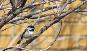 Maybe you would like to learn more about one of these? Chickadee Hd Wallpapers Backgrounds