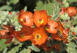 Image result for Palisota ambigua