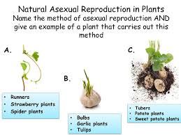 It takes several years for tulips grown from seed to. National 5 Biology Key Area 4 Reproduction Ppt Download