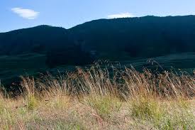 Image result for Diheteropogon