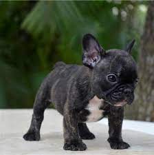French bulldog pups are smart and can easily be potty trained. Akc Reg Health French Bulldog Puppies For Sale In Jacksonville Florida Classified Americanlisted Com