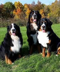 Check spelling or type a new query. Membership Contact Bernese Mountain Dog Club Of Se Wisconsin United States