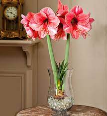 Growing Paperwhites And Amaryllis Flowers Indoors Connecticutlifestyles Com Amaryllis Flowers Growing Bulbs Bulb Flowers