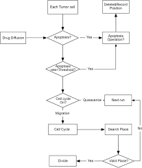 A Flow Chart Of Cellular Phenotype Switching At The