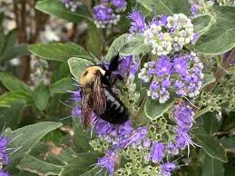 It's easier than ever to apply to american river college. American Plant Bethesda 7405 River Rd Bethesda Md Florists Mapquest