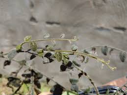 Image result for Solanum sp. A