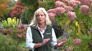 Prune after the flowers start to fade in late summer. Pruning Hydrangeas Youtube