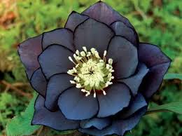 Selain itu gambar sketsa merupakan sebuah gambaran yang menggunakan media alat pensil yang berwarna hitam putih. 7 Tanaman Hias Bunga Hitam Dengan Kesan Cantik Eksotis Bisa Jadi Ide Bisnis Baru Portal Jember