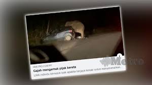 We did not find results for: Jangan Bunyi Hon Jika Terserempak Gajah Perhilitan
