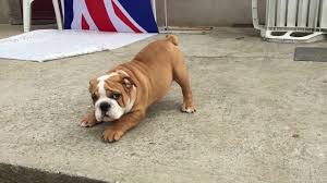 The excitement a new puppy brings to your home is nearly unforgettable. 3 Months Old English Bulldog Puppy For Sale Youtube