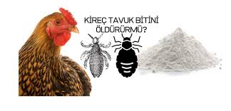 Kirec Tavuk Bitini Oldurur Mu 2020 Tavuk Tavuk Kumesleri Kumes