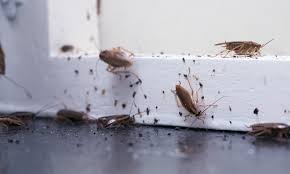 Call us for a free quote on 1300 307 810 australian house pest faqs Cockroaches Set To Swarm Australian Homes How To Stop Them Daily Mail Online