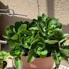Florist Kalanchoe Kalanchoe Blossfeldiana Kalanchoe Blossfeldiana Is A Herbaceous And Commonly Cultivated House Plant Of The Genus Kalanchoe Gewachs Pflanzen