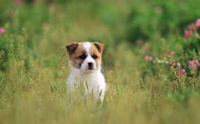 Cute Dogs And Puppies Wallpapers Wallpaper Cave Tons of awesome cute dogs and puppies wallpapers to download for free.