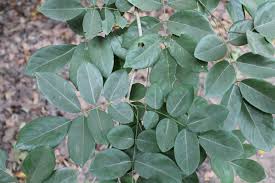 Image result for Philenoptera