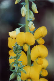 Image result for Crotalaria reptans