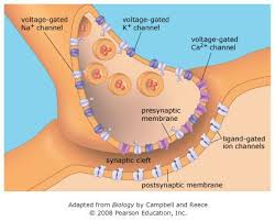 Jun 15, 2021 · the computers we use encode text, files, and other data as combinations of 0s and 1s. Not Signed In Masteringbiology Pearson Pearson Education Anatomy And Physiology Natural Philosophy