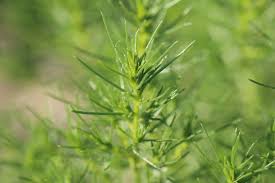 Image result for Polygala melilotoides