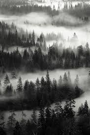 Beautiful Black And White Pictures Of Nature Yosemite Valley Woods By Yfukuda48 Nature Photography Landscape Photography Landscape