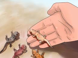 Maybe you would like to learn more about one of these? How To Breed Bearded Dragons With Pictures Wikihow