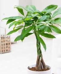 Chameleon plant stock photos, pictures & … by far, the easiest way to get chameleon plants growing is by planting a rhizome, because that's how they spread naturally. Are These Plants Safe For A Veiled Chameleon Chameleon Forums