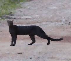 Professional basketball franchise set to become alabama's first pro sports team. Dark Long Tailed Wild Cats In Alabama And Florida Posts Facebook