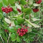 Image result for Psorospermum febrifugum