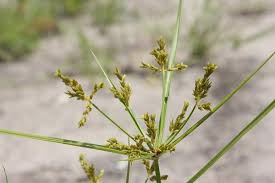 Image result for Cyperus renschii