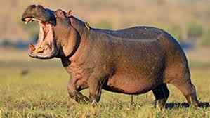 Well, as usual hippo wins! Hippo Spotted Wandering In Johannesburg Sabc News Breaking News Special Reports World Business Sport Coverage Of All South African Current Events Africa S News Leader