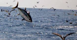 Page Not Found Fish Palmyra Atoll Fishing Videos