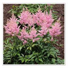 Product Categories Deer Resistant Plants Shade Loving Perennials Plants Deer Resistant Plants