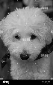 Small dog Black and White Stock Photos & Images