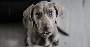 They can also have long hair, short hair. 7 Small Grey Dog Breeds You Should Check Out