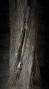 Image result for Stylochaeton borumensis