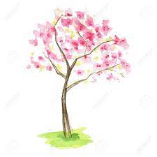 Full bloom sakura flower tree isolated oval border, pink japan flora bush round frame, spring floral circle branch on white background. Watercolor Spring Sakura Tree Pink Flower Sour Cherry Tree Hand Drawing Illustration Isolated On White Background Stock Photo Picture And Royalty Free Image Image 166017857