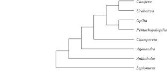 Image result for Pentarhopalopilia