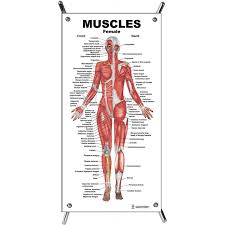 Tusindvis af nye billeder af høj kvalitet tilføjes hver dag. Female Muscle Anatomy Poster
