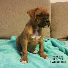 This sweet breed looks tough but is actually a gentle, loving family pet. View Ad Boxer Puppy For Sale Near Indiana Corydon Usa Adn 86622